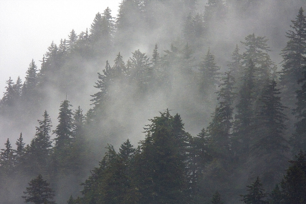 Fog-shrouded forest in Crab Bay on Chichagof  Island Southeast Alaska, USA. Pacific Ocean.