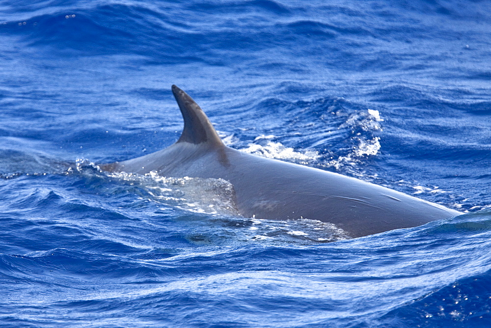 A lone adult dwarf minke whale (Balaenoptera acutorostrata subspecies) surfacing in the tropical south Atlantic Ocean