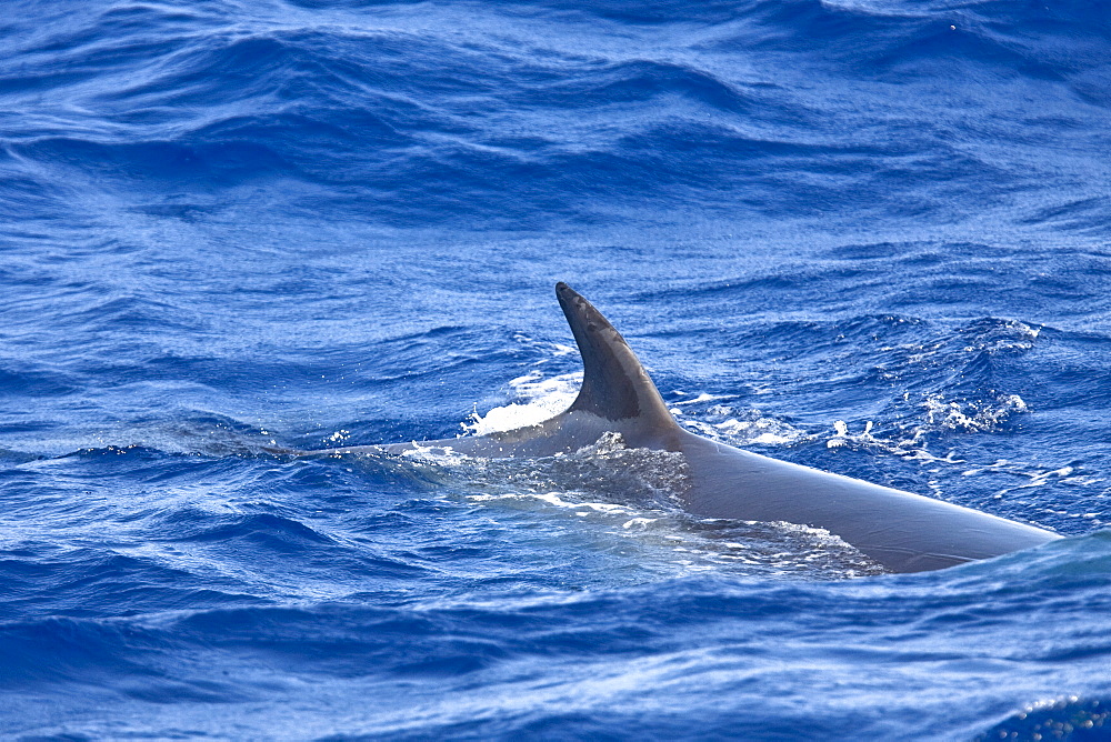 A lone adult dwarf minke whale (Balaenoptera acutorostrata subspecies) surfacing in the tropical south Atlantic Ocean