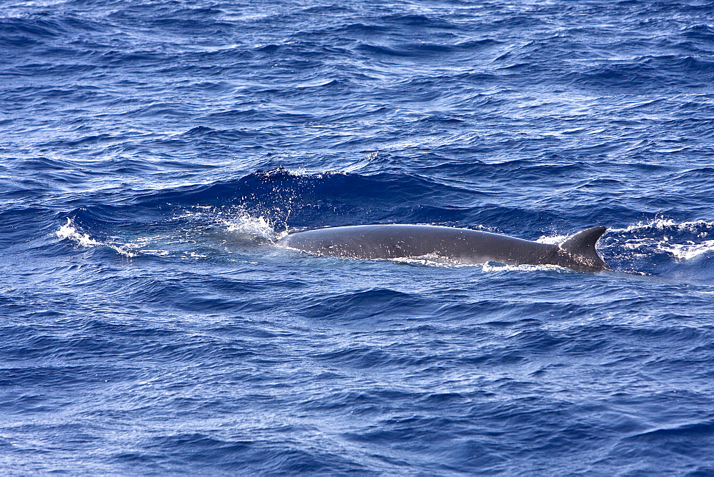 A lone adult dwarf minke whale (Balaenoptera acutorostrata subspecies) surfacing in the tropical south Atlantic Ocean