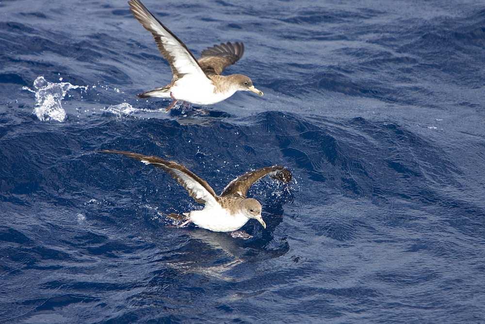 Adult Bulwer's Petrel (Bulweria bulwerii) in flight just south of The Madeira Islands, Portugal in the North Atlantic Ocean