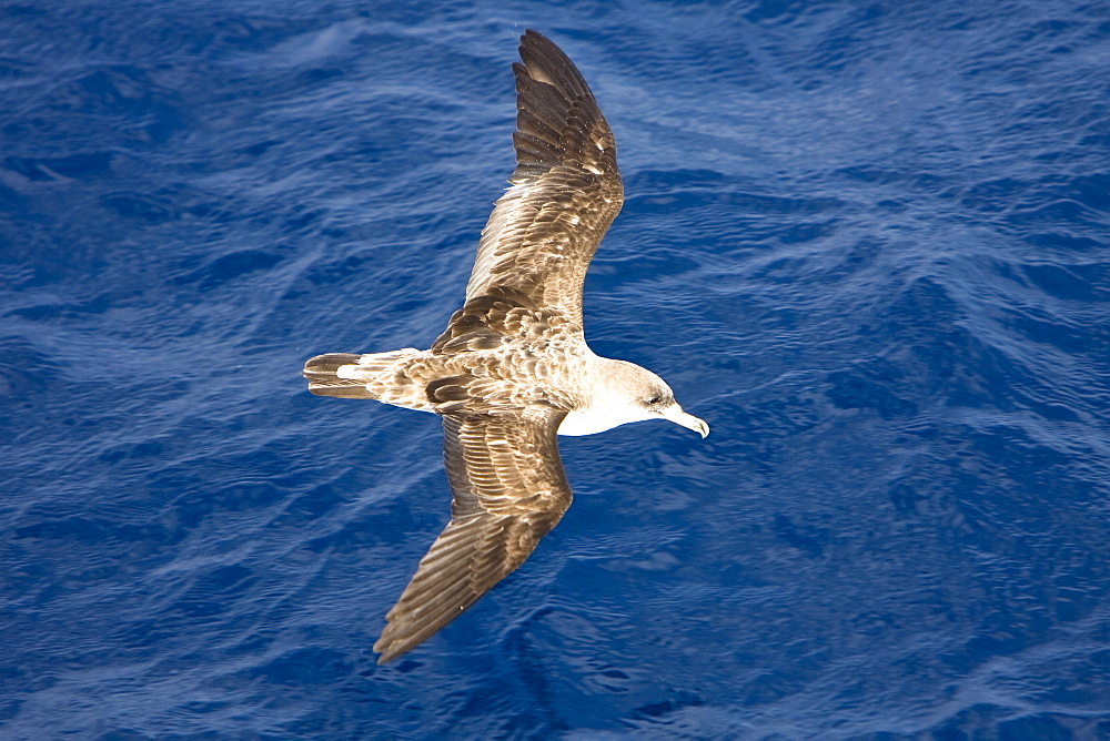 Adult Bulwer's Petrel (Bulweria bulwerii) in flight just south of The Madeira Islands, Portugal in the North Atlantic Ocean