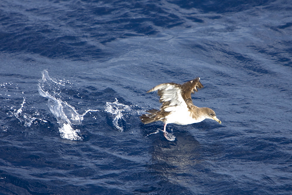 Adult Bulwer's Petrel (Bulweria bulwerii) in flight just south of The Madeira Islands, Portugal in the North Atlantic Ocean