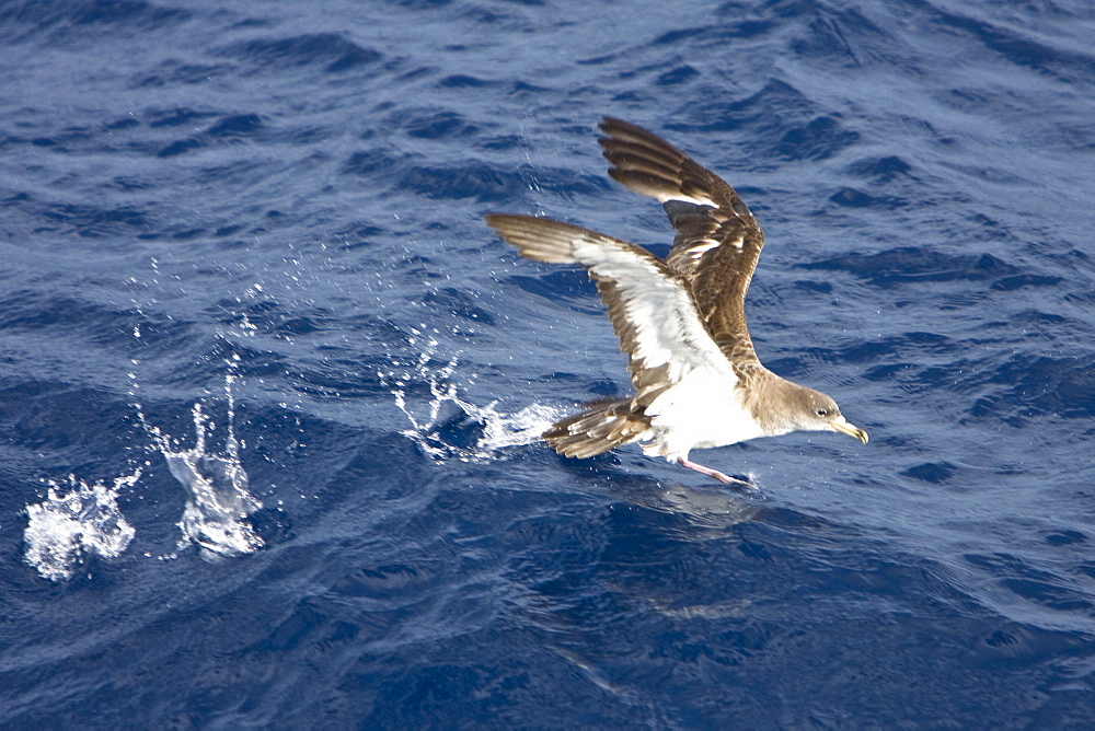 Adult Bulwer's Petrel (Bulweria bulwerii) in flight just south of The Madeira Islands, Portugal in the North Atlantic Ocean