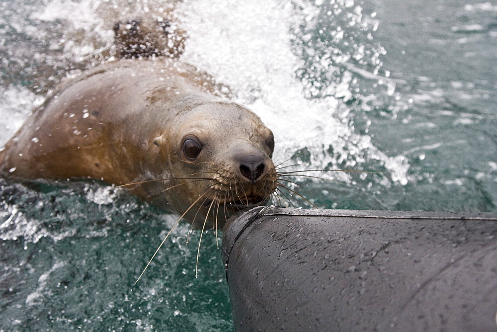 Curious northern (Steller) sea lion (Eumetopias jubatus) colony in Inian Pass near Cross Sound, southeastern Alaska