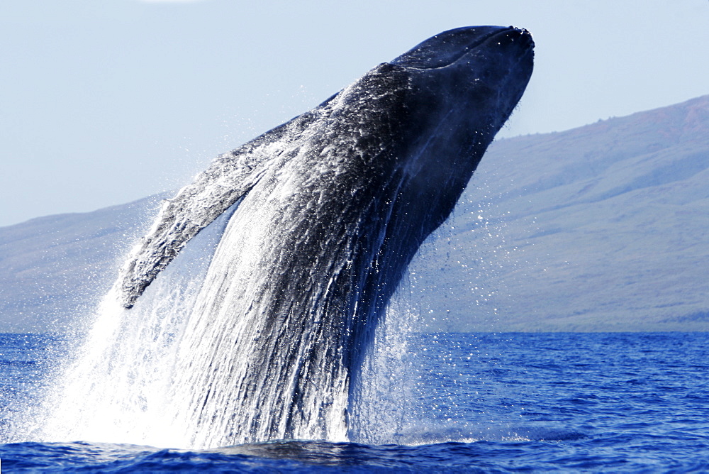 Adult humpback Whale (Megaptera novaeangliae) breaching near Mala Wharf in the AuAu Channel, Maui, Hawaii, USA. Pacific Ocean.