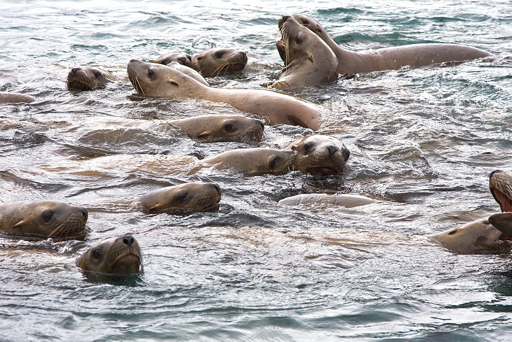 Curious northern (Steller) sea lion (Eumetopias jubatus) colony in Inian Pass near Cross Sound, southeastern Alaska