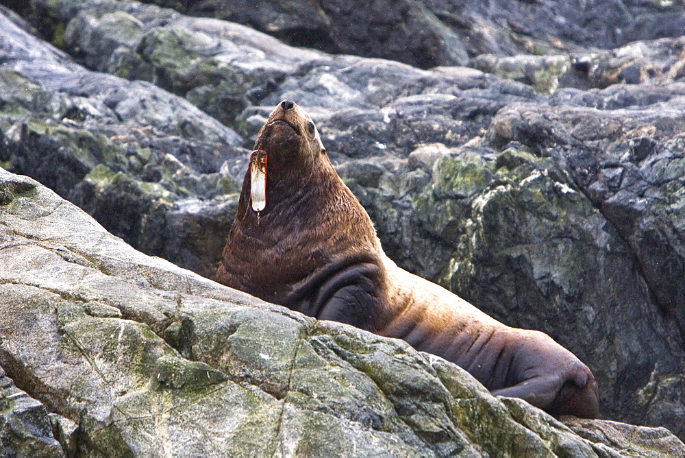 Curious northern (Steller) sea lion (Eumetopias jubatus) colony in Inian Pass near Cross Sound, southeastern Alaska