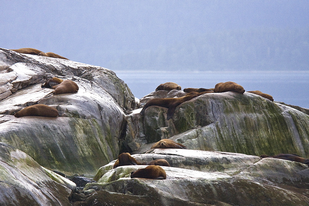 Northern (Steller) sea lion (Eumetopias jubatus) colony on the South Marble Islands inside Glacier Bay National Park, southeastern Alaska