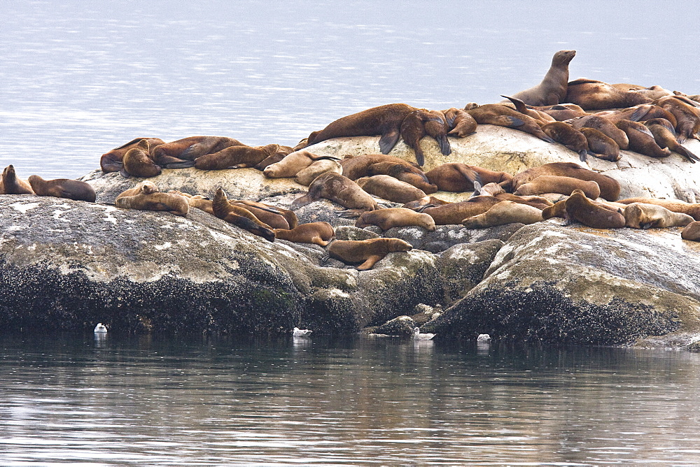 Northern (Steller) sea lion (Eumetopias jubatus) colony on the South Marble Islands inside Glacier Bay National Park, southeastern Alaska