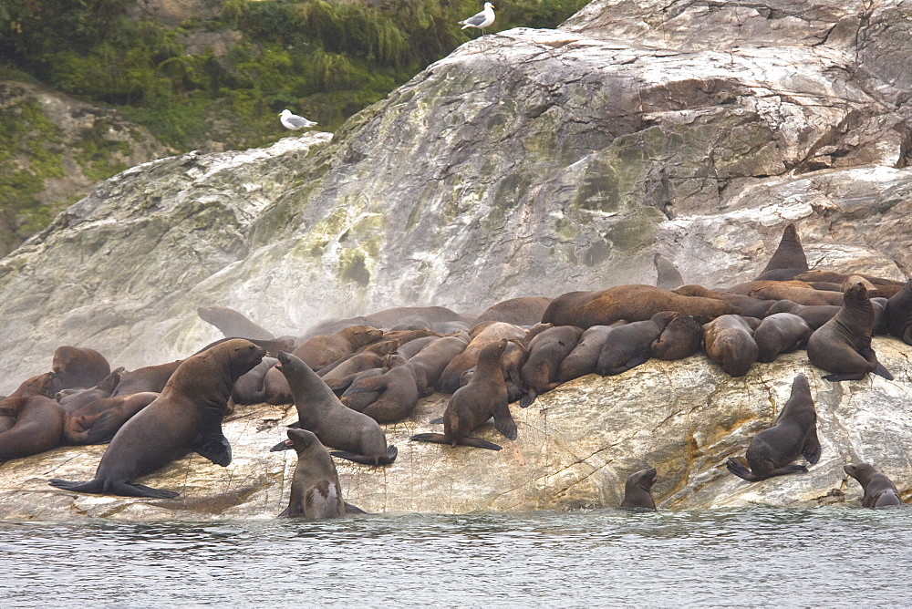 Steam coming from the bodies of northern (Steller) sea lion (Eumetopias jubatus) colony on the South Marble Islands inside Glacier Bay National Park, southeastern Alaska