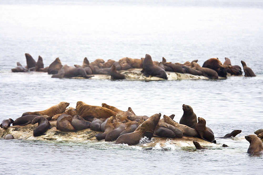 Northern (Steller) sea lion (Eumetopias jubatus) colony on the South Marble Islands inside Glacier Bay National Park, southeastern Alaska