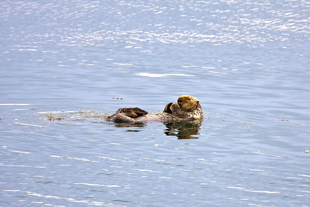 Adult sea otter (Enhydra lutris kenyoni) in Idaho Inlet on the north end of Chichagof Island, southeastern Alaska, USA, Pacific Ocean