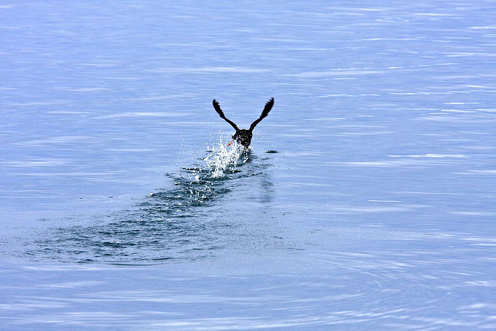 Adult Tufted Puffin (Fratercula cirrhata) in flight near the South Marble Island Group in Glacier Bay National Park, Southeastern Alaska, USA