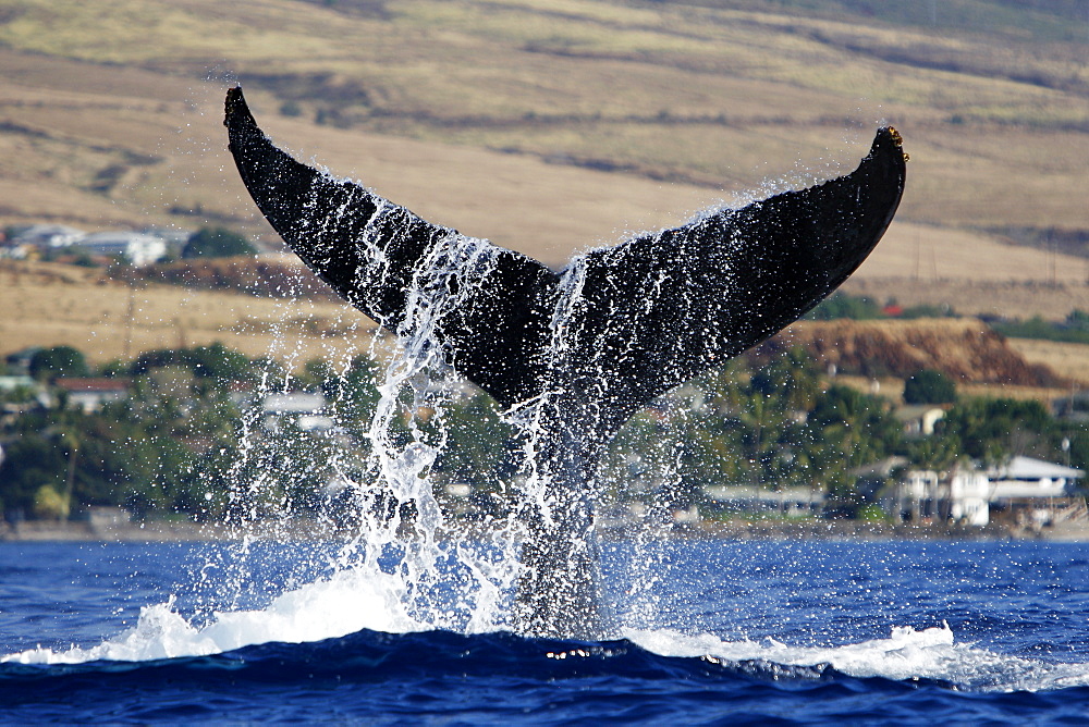 Adult humpback Whale (Megaptera novaeangliae) mother tail-lobbing in response to boat approach off Mala Wharf in the AuAu Channel, Maui, Hawaii, USA. Pacific Ocean.