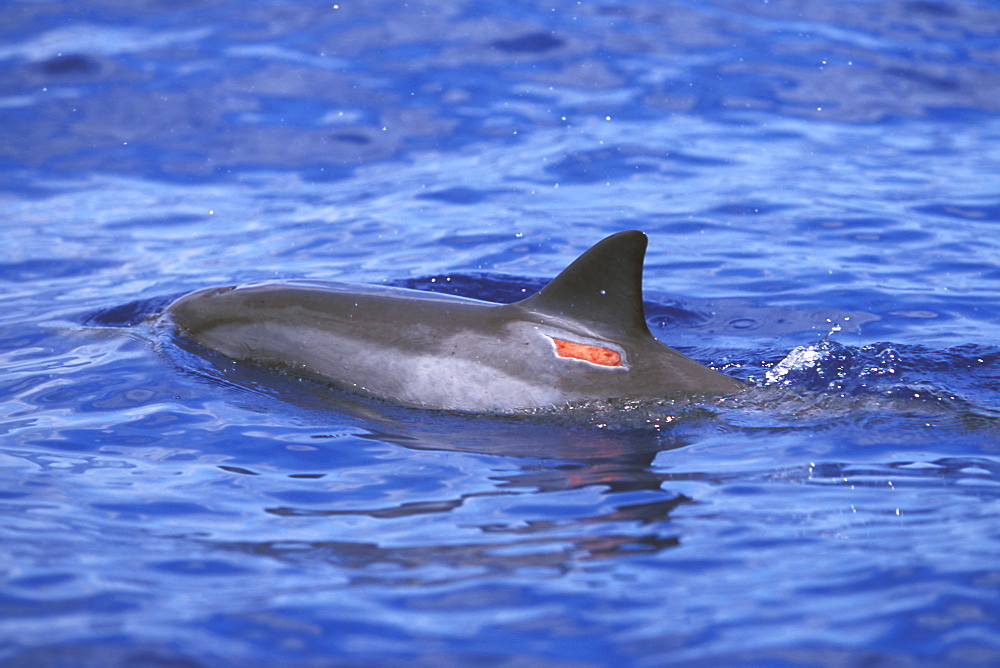 Adult Hawaiian Spinner Dolphin (Stenella longirostris) surfacing (note the fresh wound at the base of the dorsal fin) off the southern coast of Lanai, Hawaii, USA. Pacific Ocean.