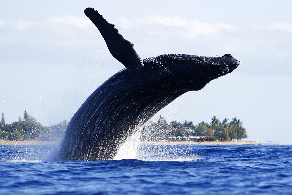 Adult humpback Whale (Megaptera novaeangliae) breaching near Mala Wharf in the AuAu Channel, Maui, Hawaii, USA. Pacific Ocean.