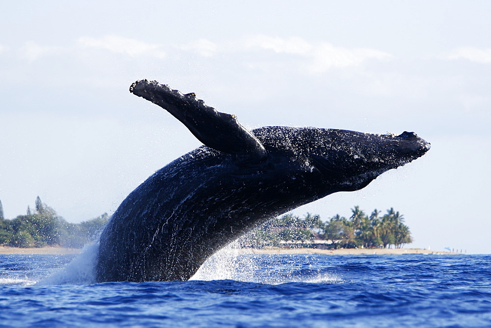 Adult humpback Whale (Megaptera novaeangliae) breaching near Mala Wharf in the AuAu Channel, Maui, Hawaii, USA. Pacific Ocean.
