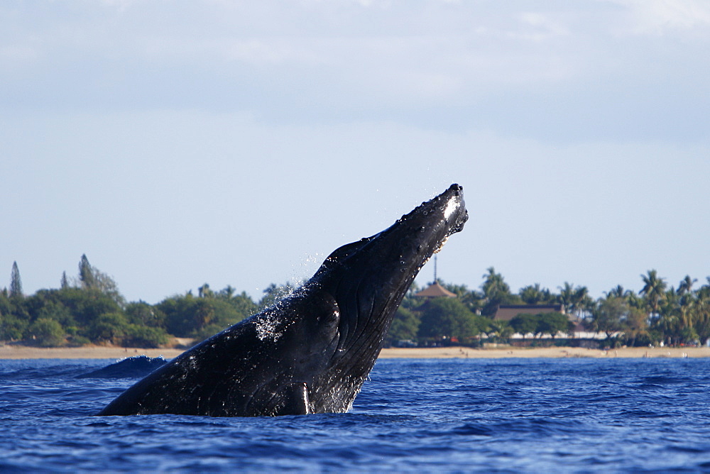 Adult humpback Whale (Megaptera novaeangliae) head-lunging near Mala Wharf in the AuAu Channel, Maui, Hawaii, USA. Pacific Ocean.