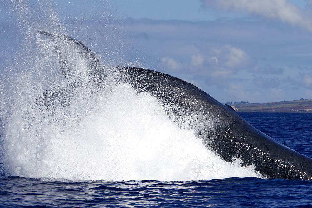 Adult humpback Whale (Megaptera novaeangliae) tail-throw in response to boat approach in the AuAu Channel, Maui, Hawaii, USA. Pacific Ocean.