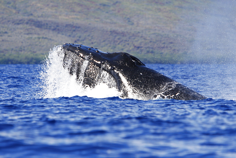 Adult humpback Whale (Megaptera novaeangliae) head-lunge in competitive group (possible mating behavior?) in the AuAu Channel, Maui, Hawaii, USA. Pacific Ocean.