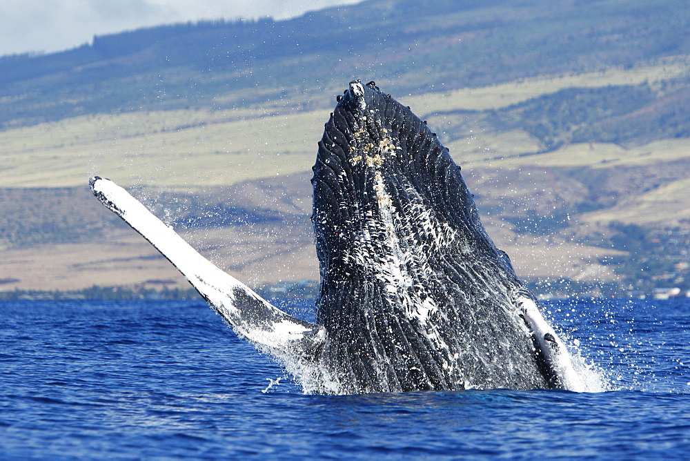 Adult humpback whale (Megaptera novaeangliae) breaching in the AuAu Channel, Maui, Hawaii, USA. Pacific Ocean.