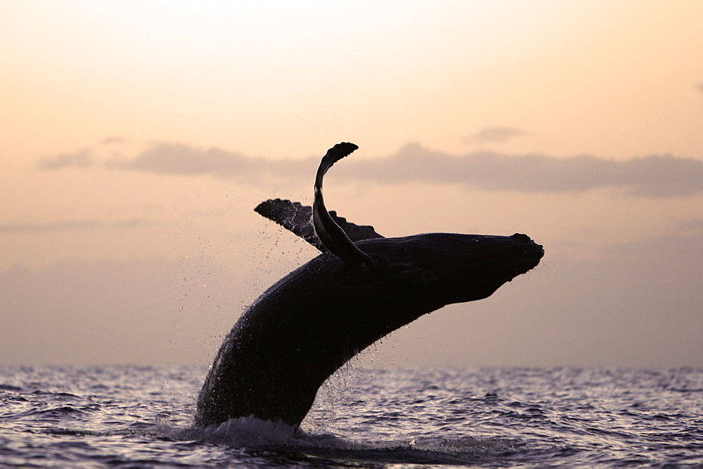 Humpback whale (Megaptera novaeangliae) calf breaching at sunset in the AuAu Channel, Maui, Hawaii, USA. Pacific Ocean.