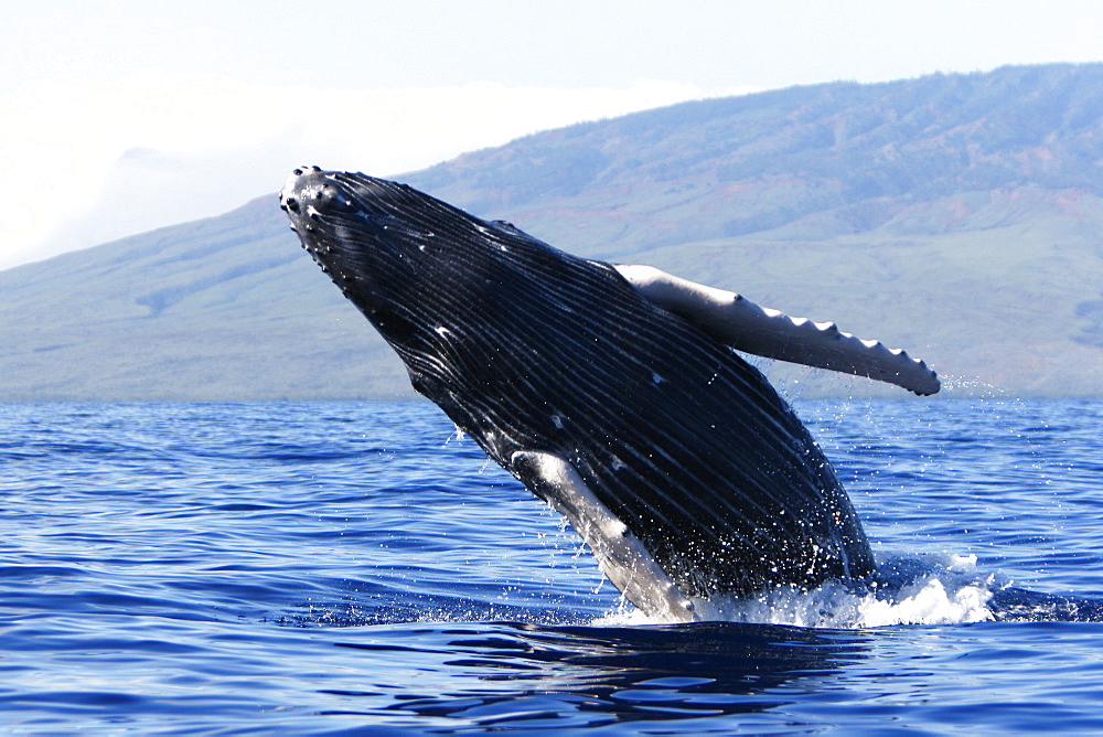 Humpback whale (Megaptera novaeangliae) calf breaching in the AuAu Channel, Maui, Hawaii, USA. Pacific Ocean.