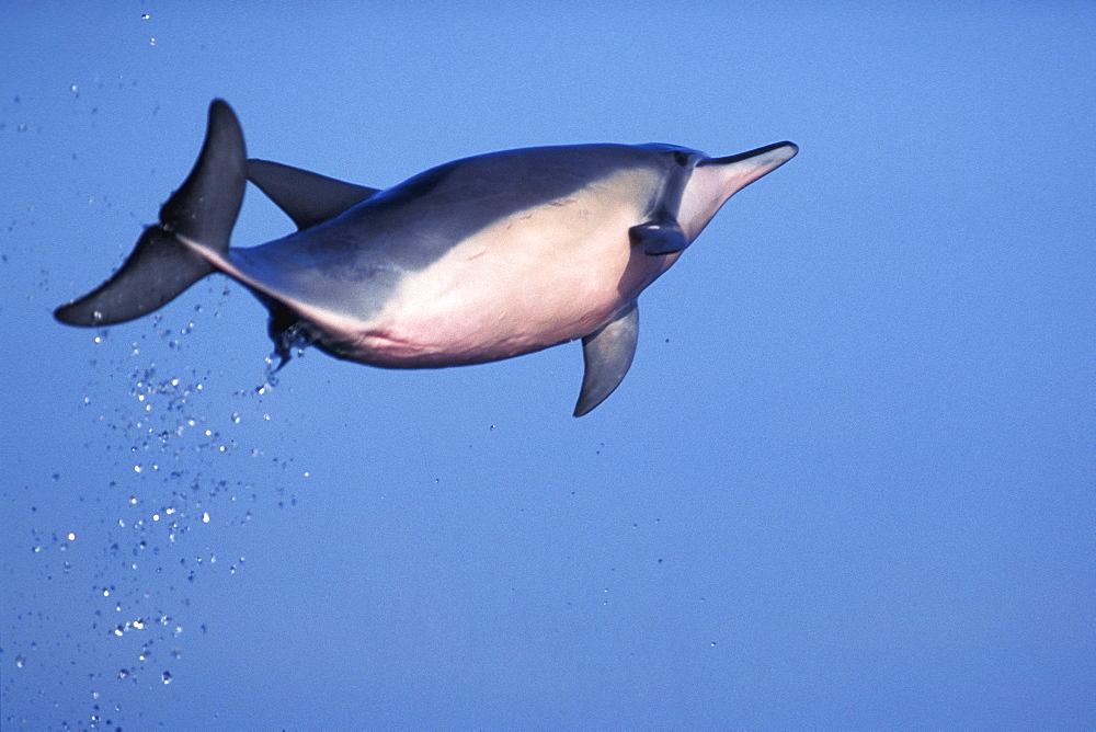 Hawaiian spinner dolphin (Stenella longirostris) leaping.
Lanai, Hawaii.
(Restricted Resoluiton - pls contact us)