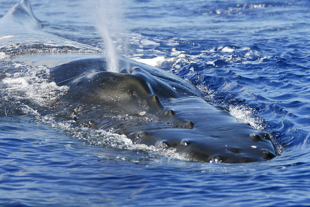 Adult humpback whale (Megaptera novaeangliae) surfacing (head/rostrum/splashguard details) in the AuAu Channel, Maui, Hawaii, USA. Pacific Ocean.