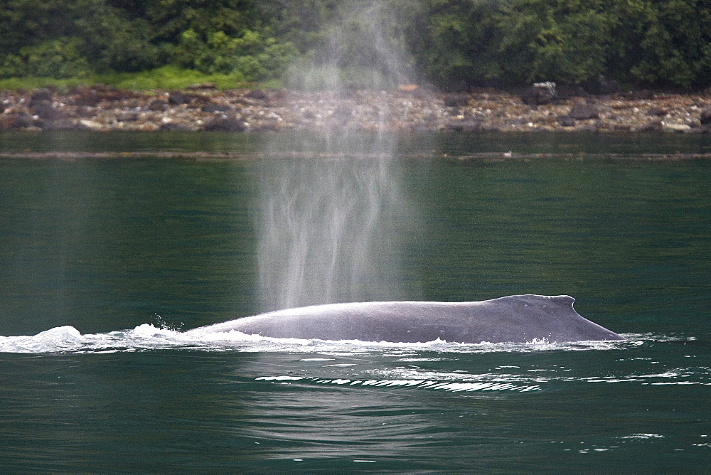 A group of adult humpback whales (Megaptera novaeangliae) feeding along the south side of Icy Strait in Southeast Alaska, USA