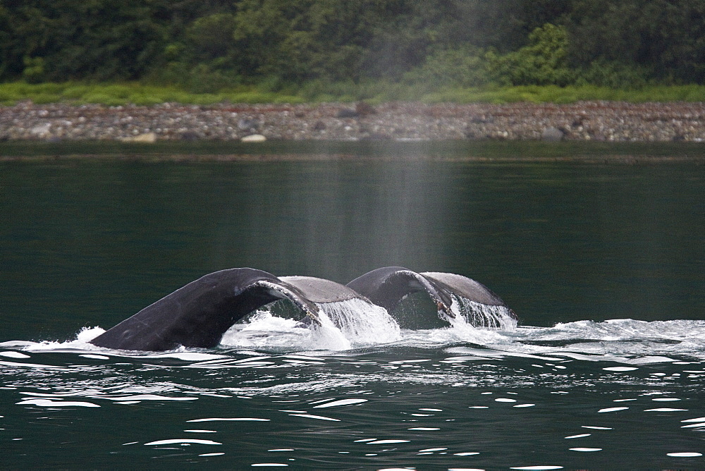 Humpback whales (Megaptera novaeangliae) fluke-up dive in the misty waters along the west side of Chatham Strait in Southeast Alaska, USA