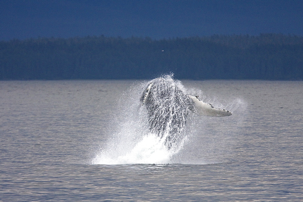 An adult humpback whale (Megaptera novaeangliae) breaching off Point Adolphus in Icy Strait in Southeast Alaska, USA. Pacific Ocean