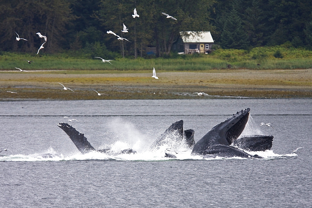 A group of seven adult humpback whales (Megaptera novaeangliae) feeding in Tenakee Inlet on Chichagof Island in Southeast Alaska, USA, Pacific Ocean