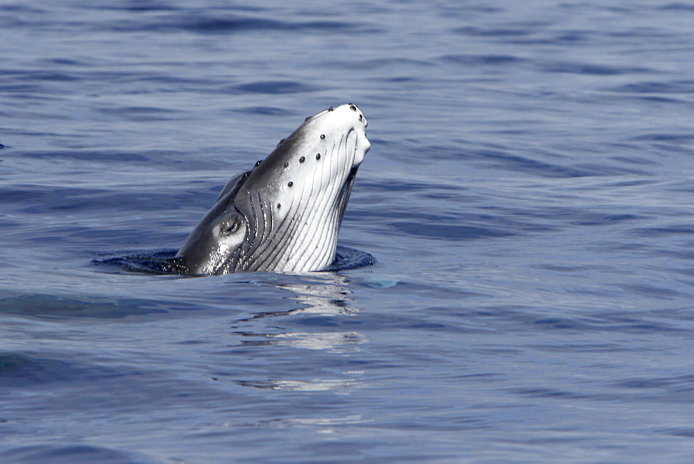 Newborn humpback whale (Megaptera novaeangliae) calf learning how to breach in the AuAu Channel, Maui, Hawaii. Pacific Ocean. This calf is only a few hours to a few days old.