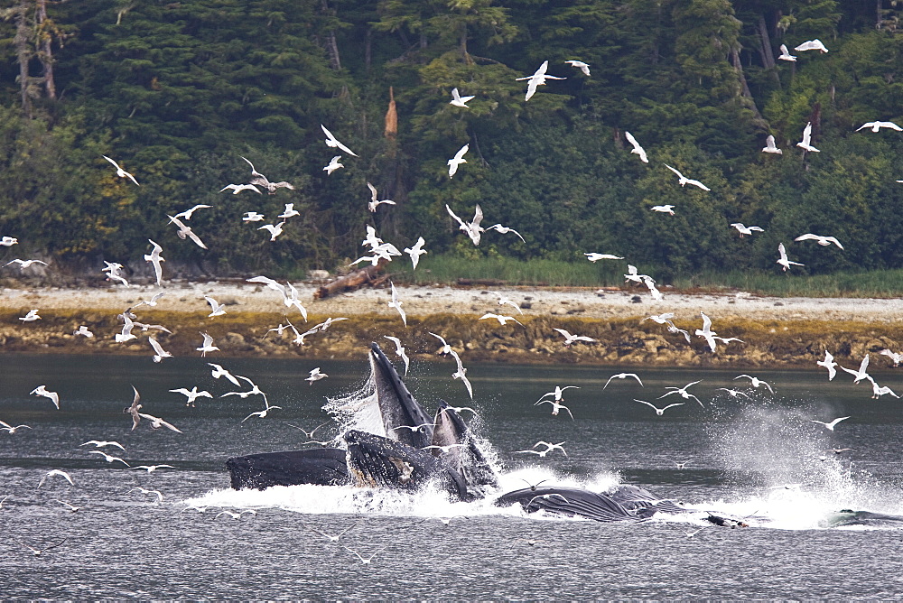 A group of seven adult humpback whales (Megaptera novaeangliae) feeding in Tenakee Inlet on Chichagof Island in Southeast Alaska, USA, Pacific Ocean