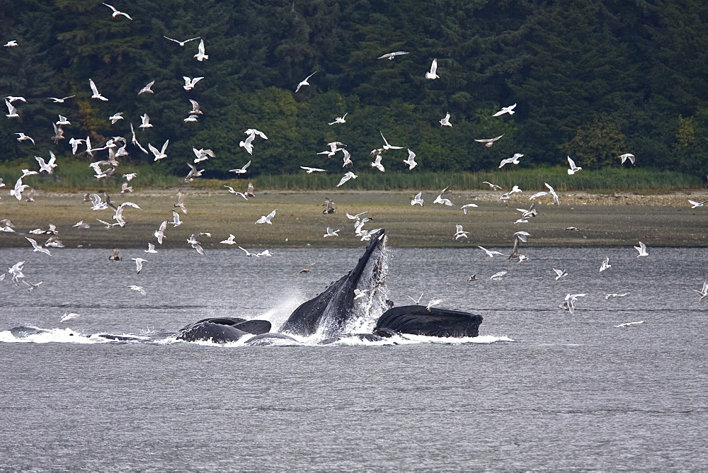 A group of seven adult humpback whales (Megaptera novaeangliae) feeding in Tenakee Inlet on Chichagof Island in Southeast Alaska, USA, Pacific Ocean