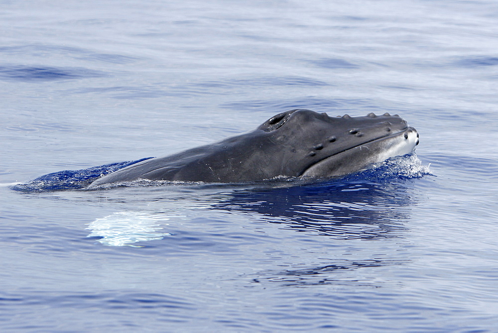 Newborn humpback whale (Megaptera novaeangliae) calf surfacing in the AuAu Channel, Maui, Hawaii. Pacific Ocean. This calf is only a few hours to a few days old.