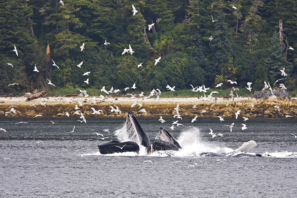 A group of seven adult humpback whales (Megaptera novaeangliae) feeding in Tenakee Inlet on Chichagof Island in Southeast Alaska, USA, Pacific Ocean