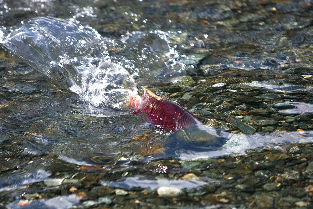 Spawning sockeye salmon (Oncorhynchus nerka), also called red salmon or blueback salmon gathering to run upstream in the Mendenhall River just outside Juneau, Southeast Alaska, USA. Pacific Ocean