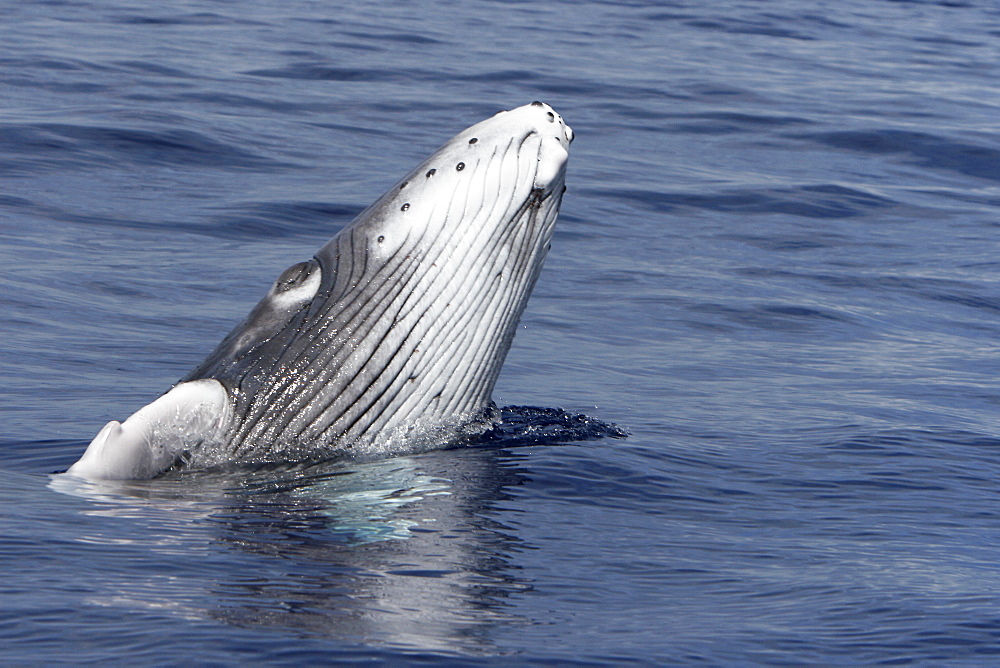 Newborn humpback whale (Megaptera novaeangliae) calf learning how to breach in the AuAu Channel, Maui, Hawaii. Pacific Ocean. This calf is only a few hours to a few days old.