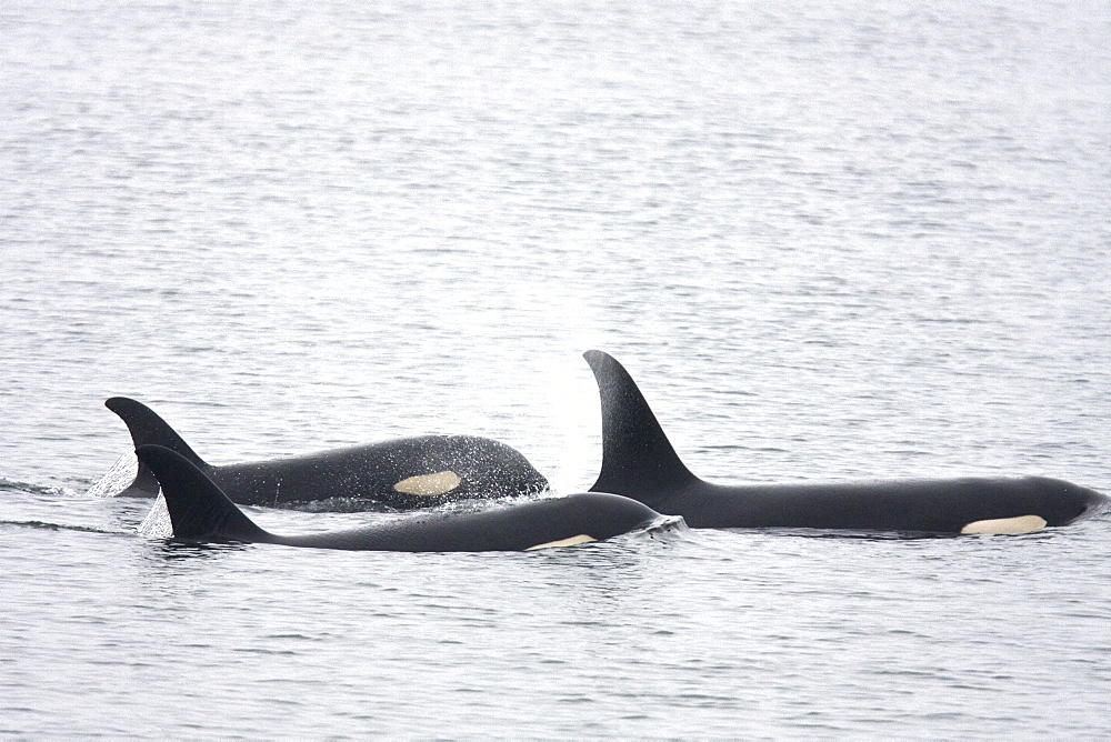 A resident Orca (Orcinus orca) pod consisting of 5 animals in total. The pod was sighted off the South Marble Island Group in Glacier Bay National Park, Southeast Alaska, USA. Pacific Ocean