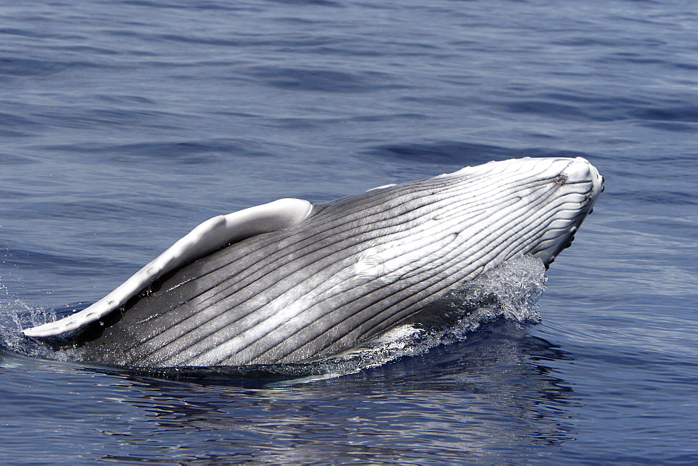 Newborn humpback whale (Megaptera novaeangliae) calf learning how to breach in the AuAu Channel, Maui, Hawaii. Pacific Ocean. This calf is only a few hours to a few days old.