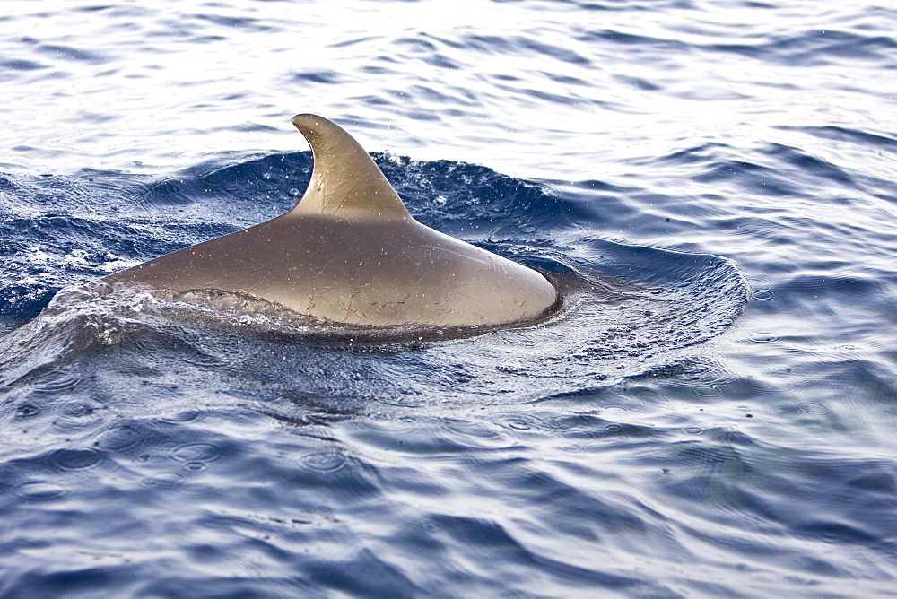 A pod of approximately 200 melon-headed whales (Peponocephala electra) encountered off the island of Brava, Cape Verde Islands, in the north Atlantic Ocean