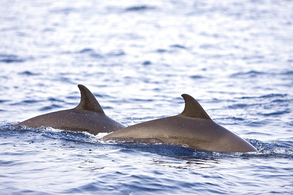 A pod of approximately 200 melon-headed whales (Peponocephala electra) encountered off the island of Brava, Cape Verde Islands, in the north Atlantic Ocean