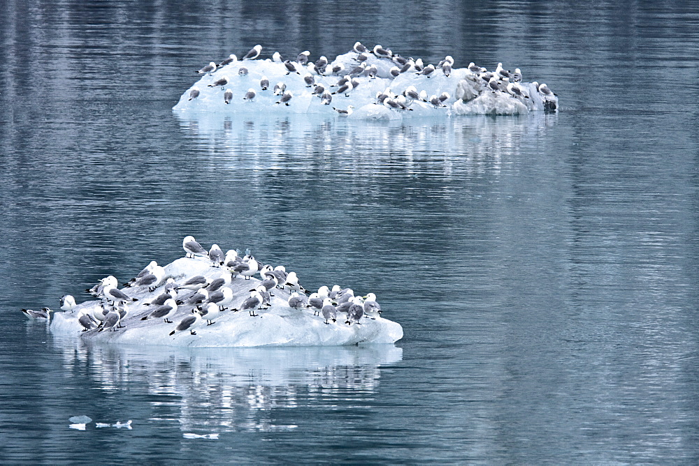 Black-legged Kittiwakes (Rissa tridactyla) resting on ice calved from glaciers in Glacier Bay National Park, Southeast Alaska, USA