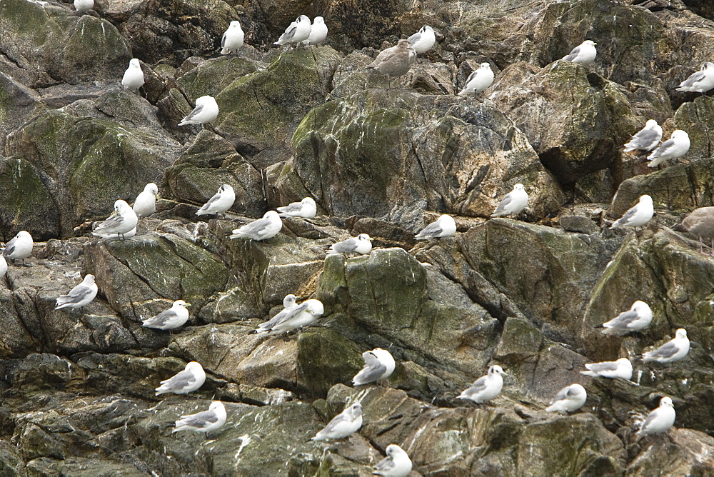 Black-legged Kittiwakes (Rissa tridactyla) on nesting cliffs at the South Marble Islands in Glacier Bay National Park, Southeast Alaska, USA