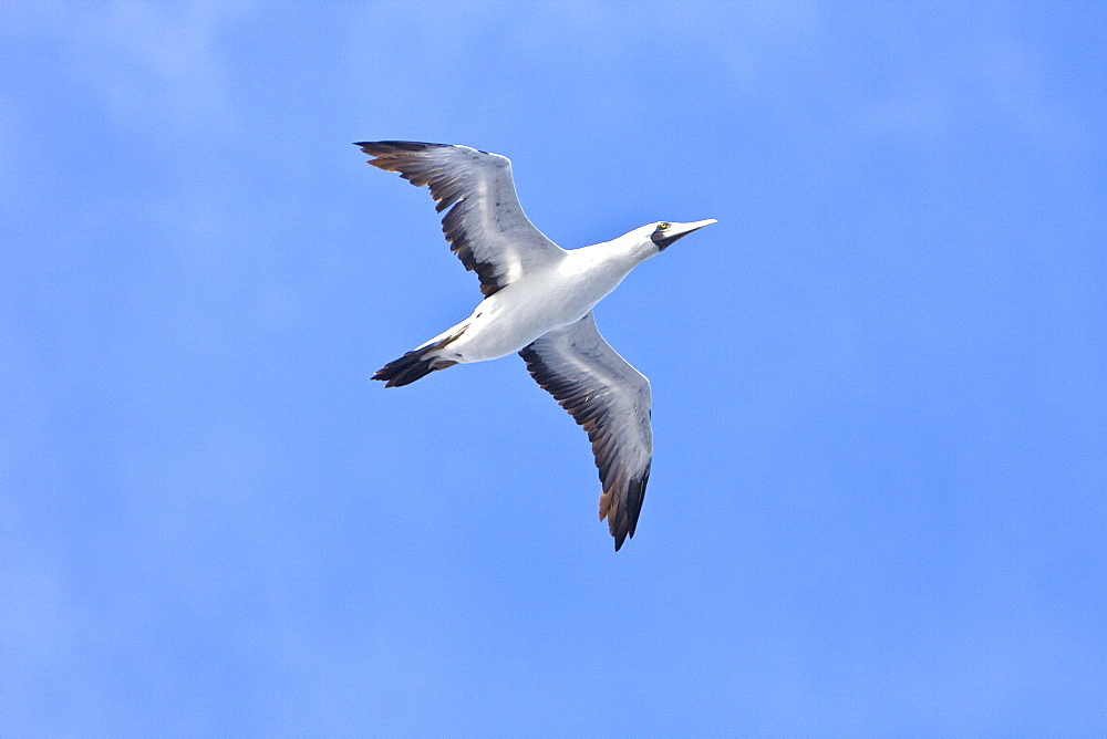 An adult masked booby (Sula dactylatra) following the National Geographic Endeavour in the tropical South Atlantic Ocean off the coast of Brazil