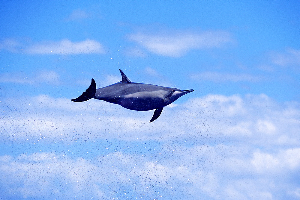 Female Hawaiian spinner dolphin (Stenella longirostris) spinning 
to remove remora.
(Restricted Resolution - pls contact us)
