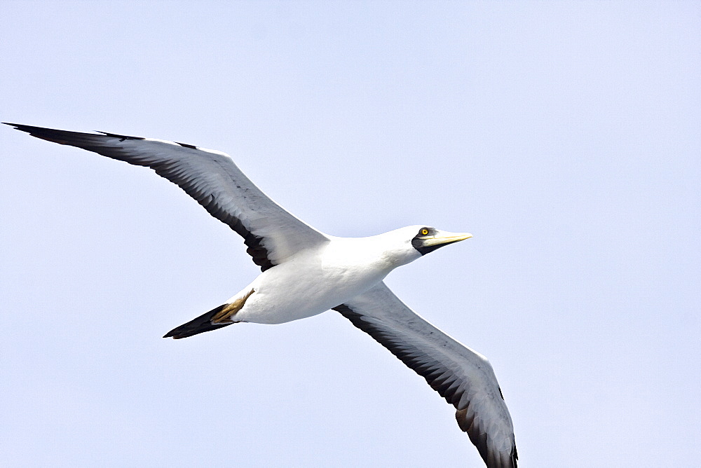 An adult masked booby (Sula dactylatra) following the National Geographic Endeavour in the tropical South Atlantic Ocean off the coast of Brazil